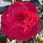 红叶贝拉山茶花 Vestito Rosso® Camellia