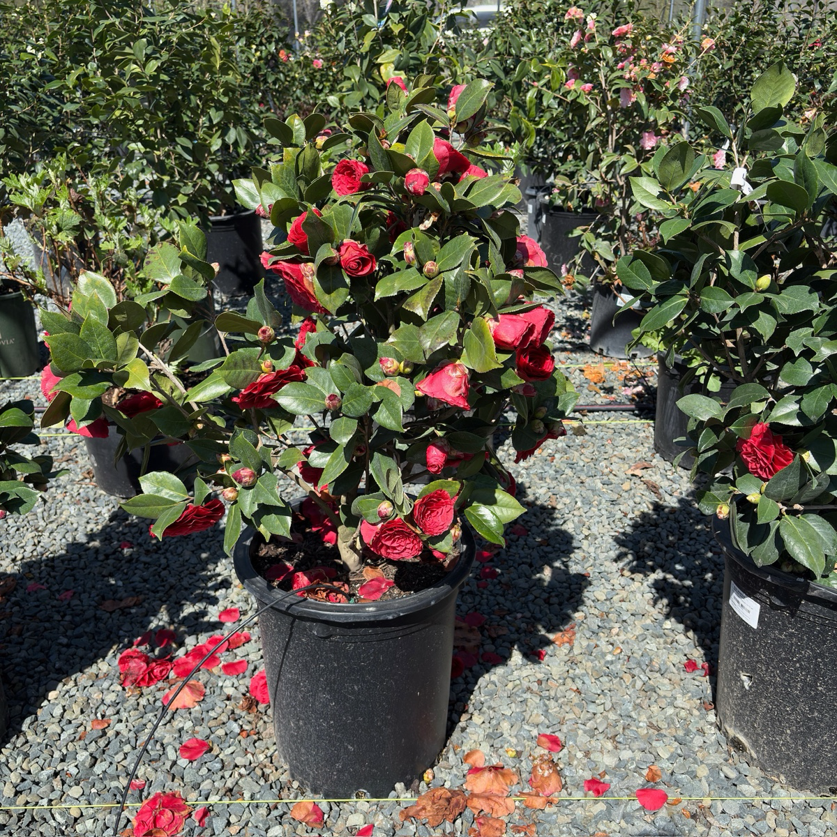 红叶贝拉山茶花 Vestito Rosso® Camellia