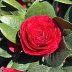 红叶贝拉山茶花 Vestito Rosso® Camellia