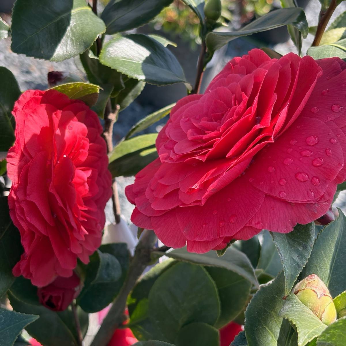 红叶贝拉山茶花 Vestito Rosso® Camellia