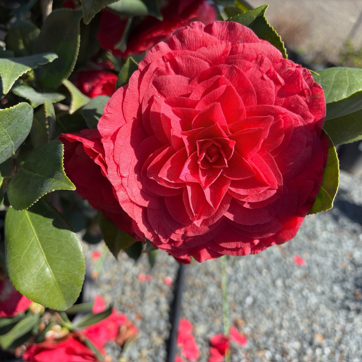 红叶贝拉山茶花 Vestito Rosso® Camellia