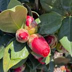 红叶贝拉山茶花 Vestito Rosso® Camellia