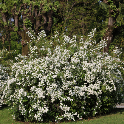 Mediterranean Viburnum 