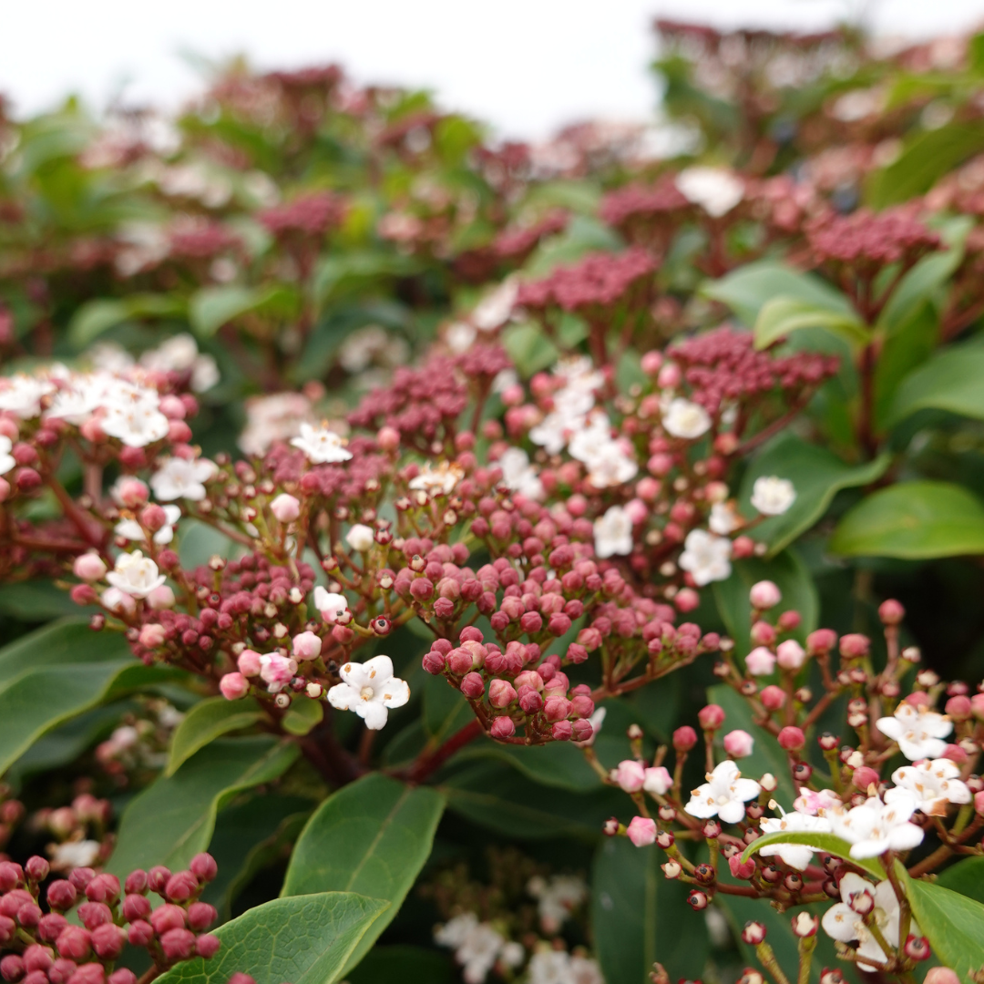 Mediterranean Viburnum 