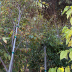 榉树 Village Green Japanese Zelkova
