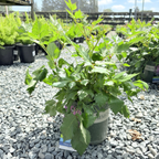 落新妇 Visions in white  Astilbe