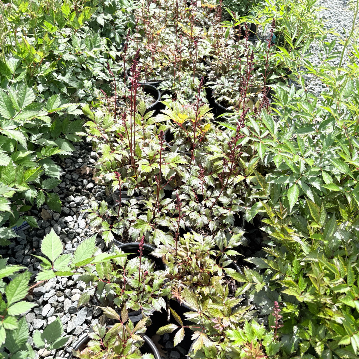 落新妇 Visions in white  Astilbe