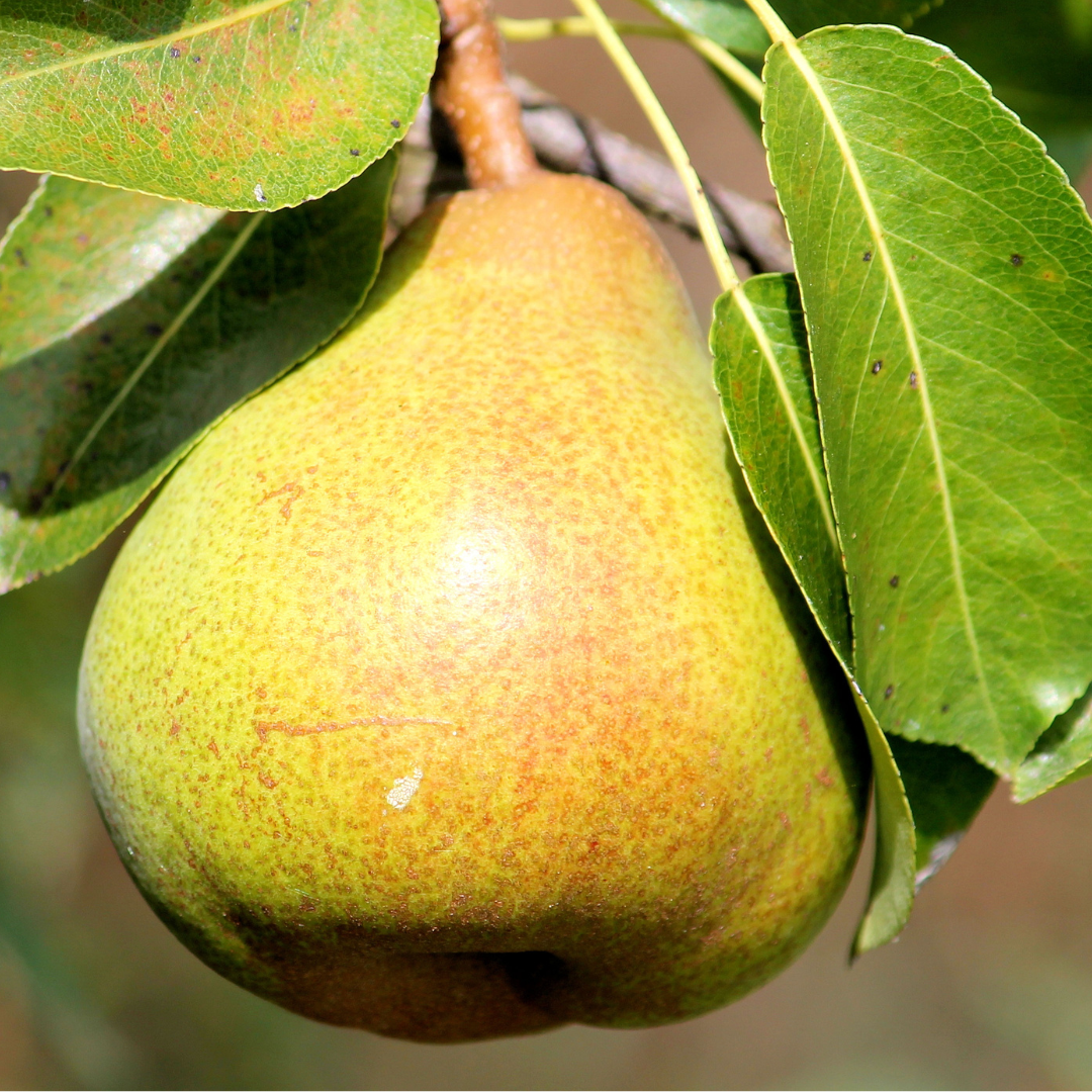 欧洲梨-沃伦 Warren Pear