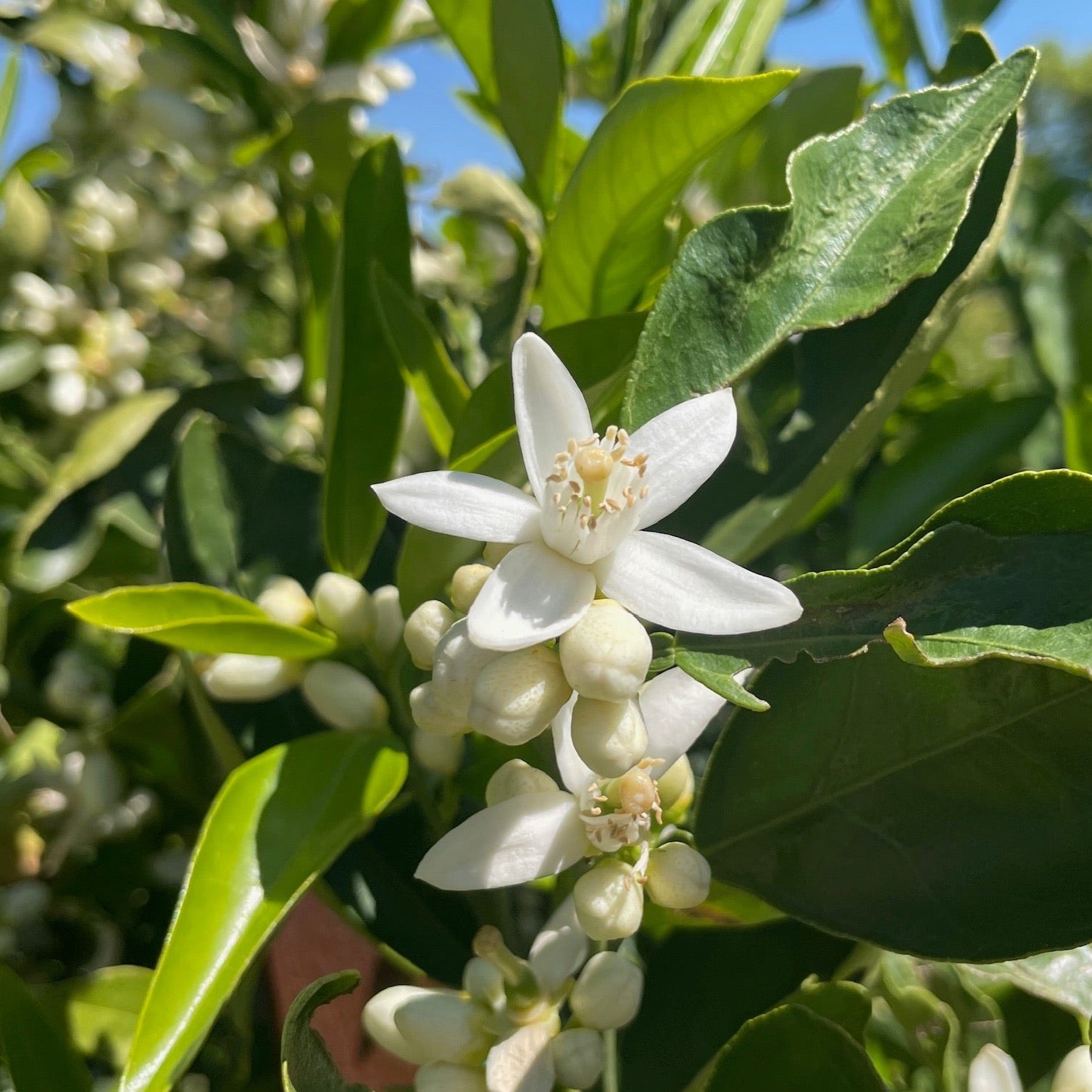 华盛顿脐橙 Washington Navel Orange