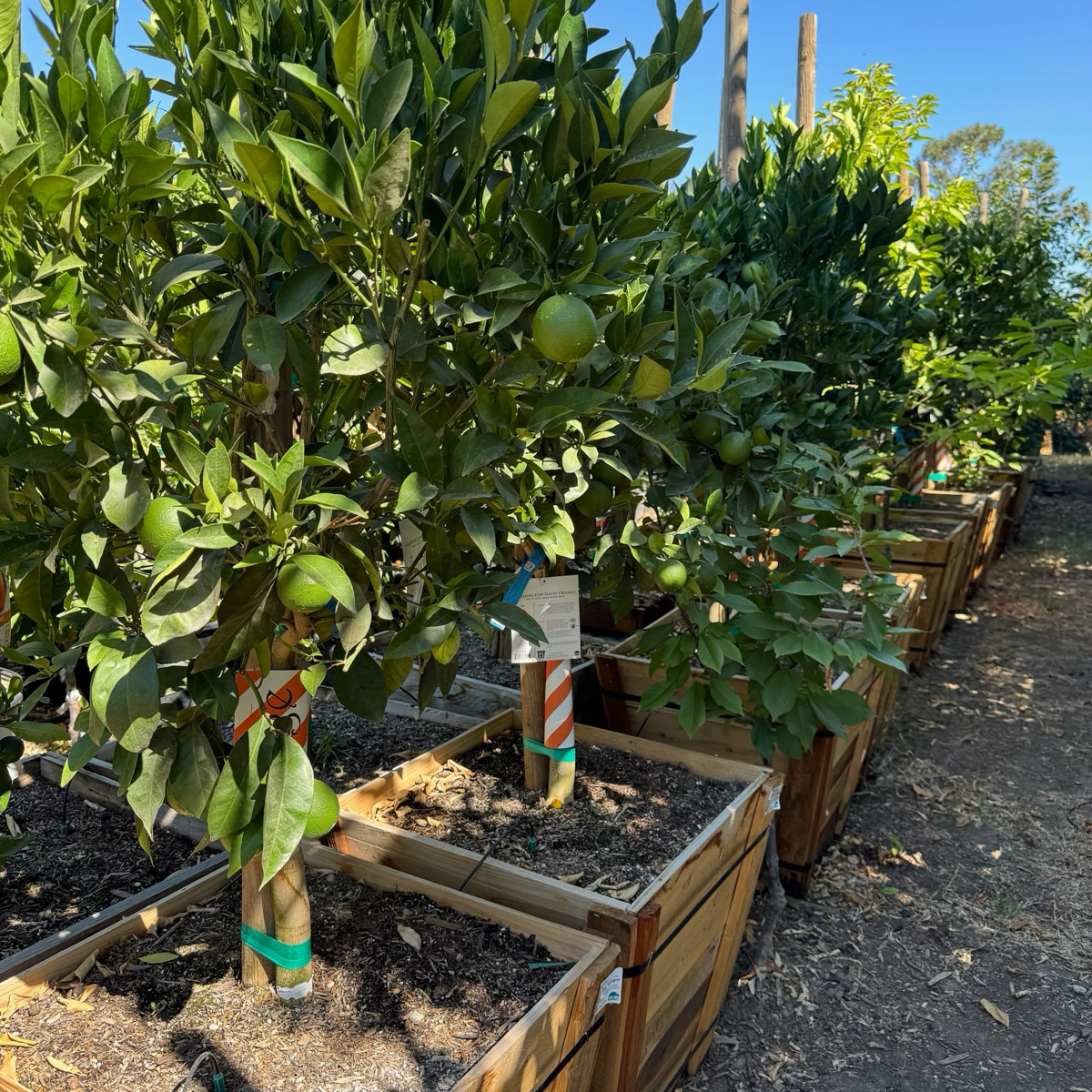华盛顿脐橙 Washington Navel Orange