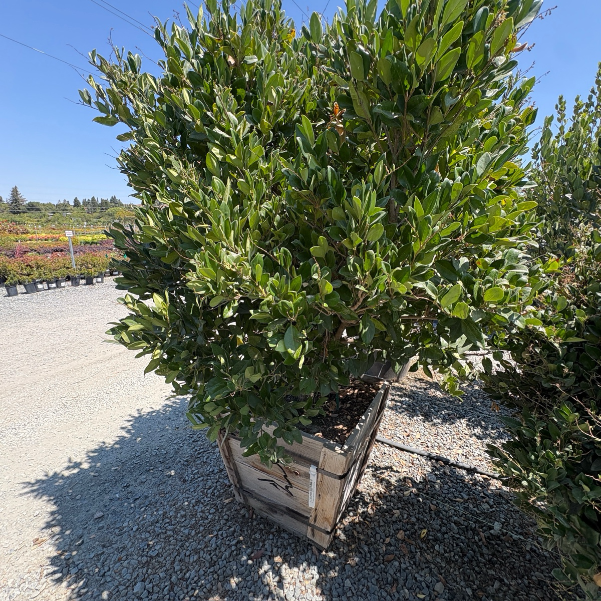 蜡叶女贞 Waxleaf Privet