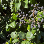 蜡叶女贞 Waxleaf Privet