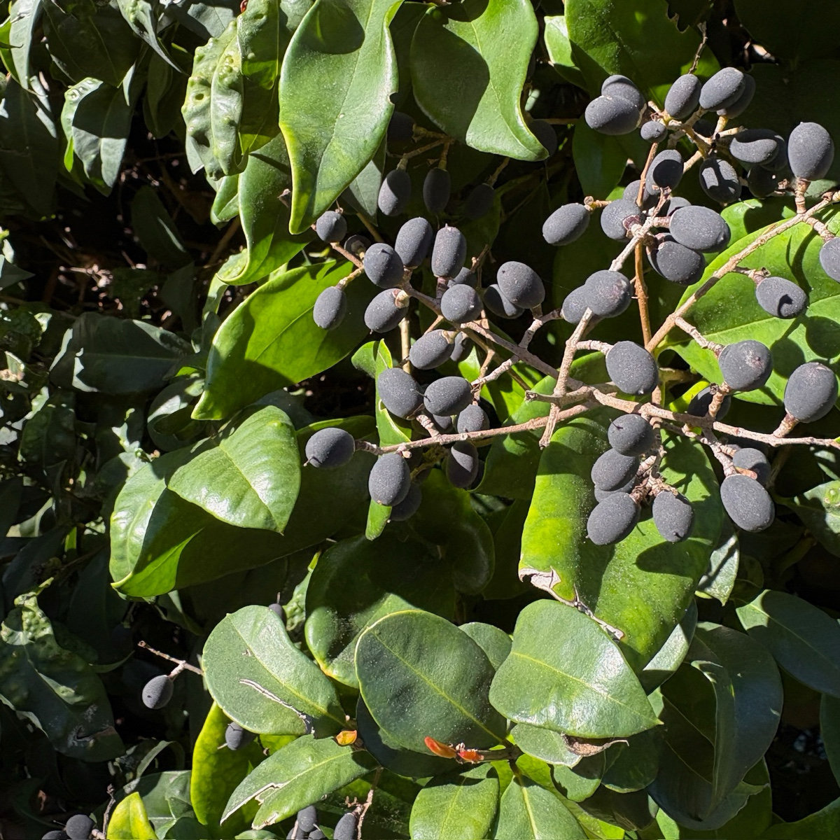 蜡叶女贞 Waxleaf Privet