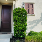 蜡叶女贞 Waxleaf Privet