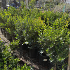 蜡叶女贞 Waxleaf Privet