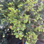 蜡叶女贞 Waxleaf Privet