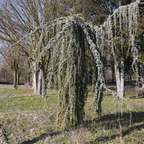 北非雪松 Weeping Blue Atlas Cedar