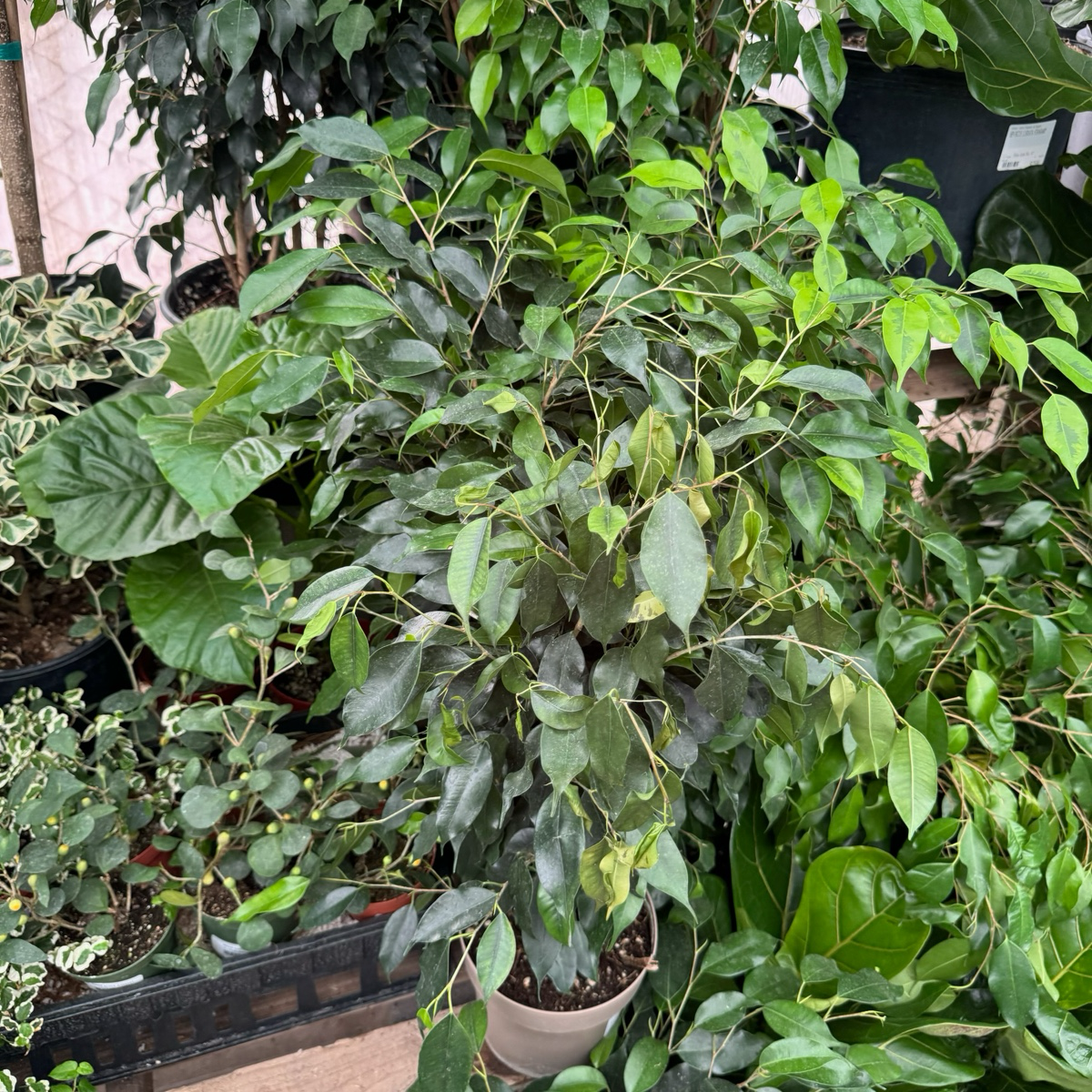 小叶榕 Weeping Fig 'Spearmini‘