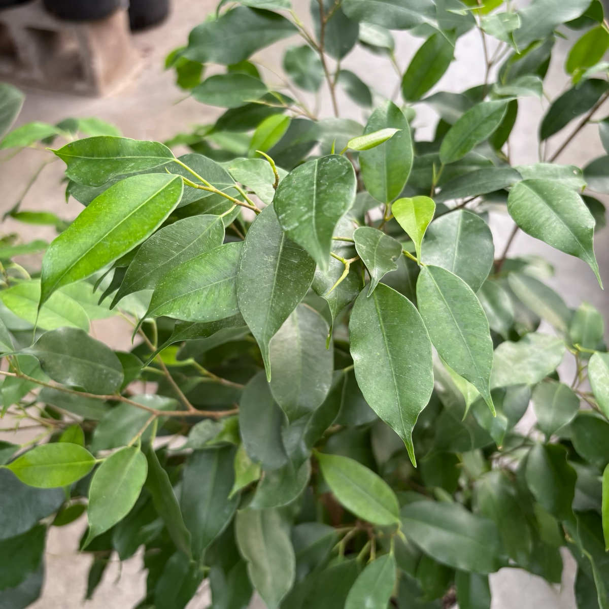 小叶榕 Weeping Fig 'Spearmini‘