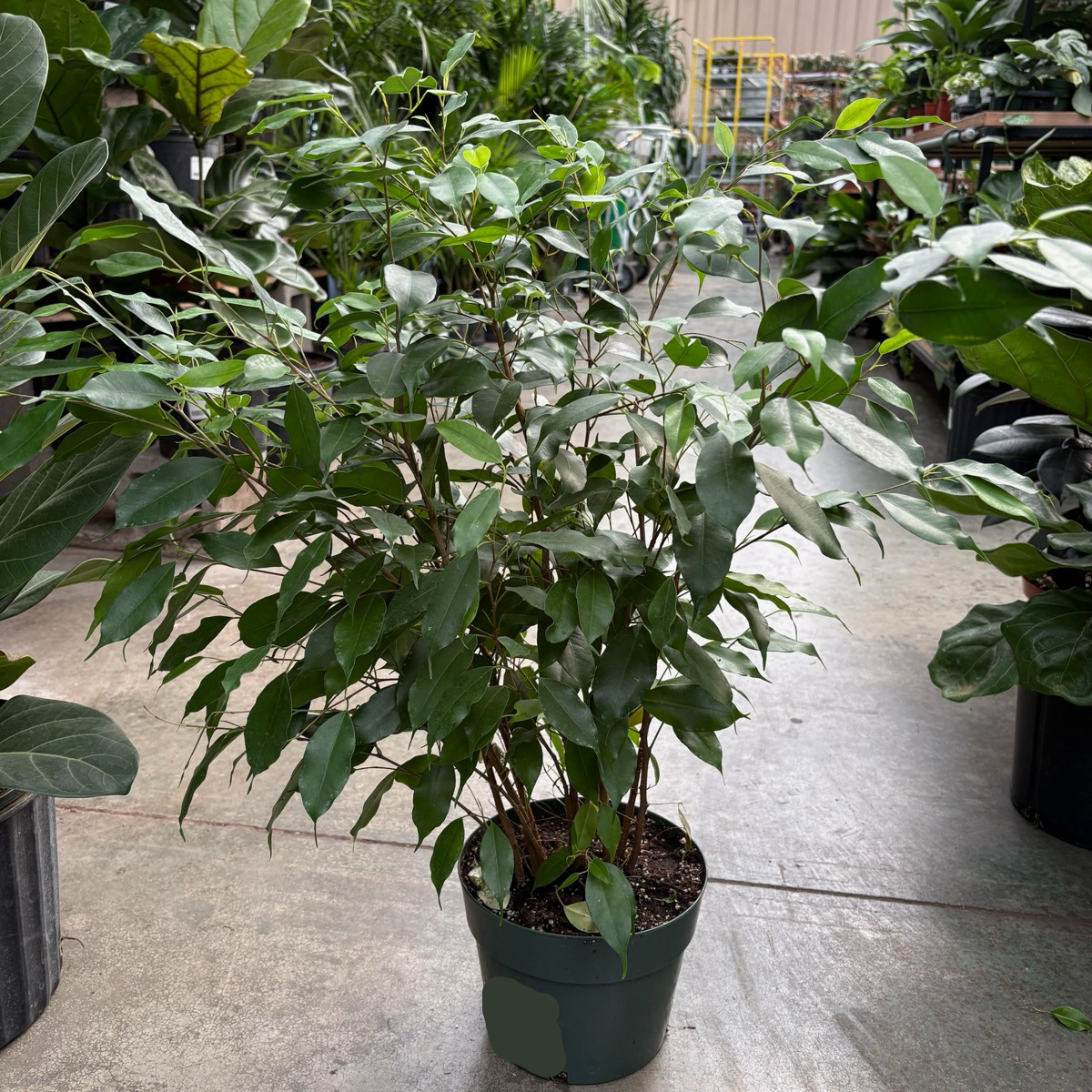 小叶榕 Weeping Fig 'Spearmini‘