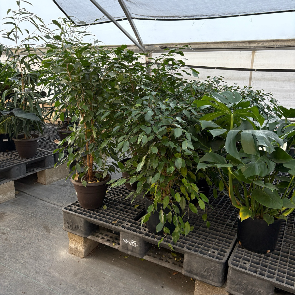 小叶榕 Weeping Fig 'Spearmini‘