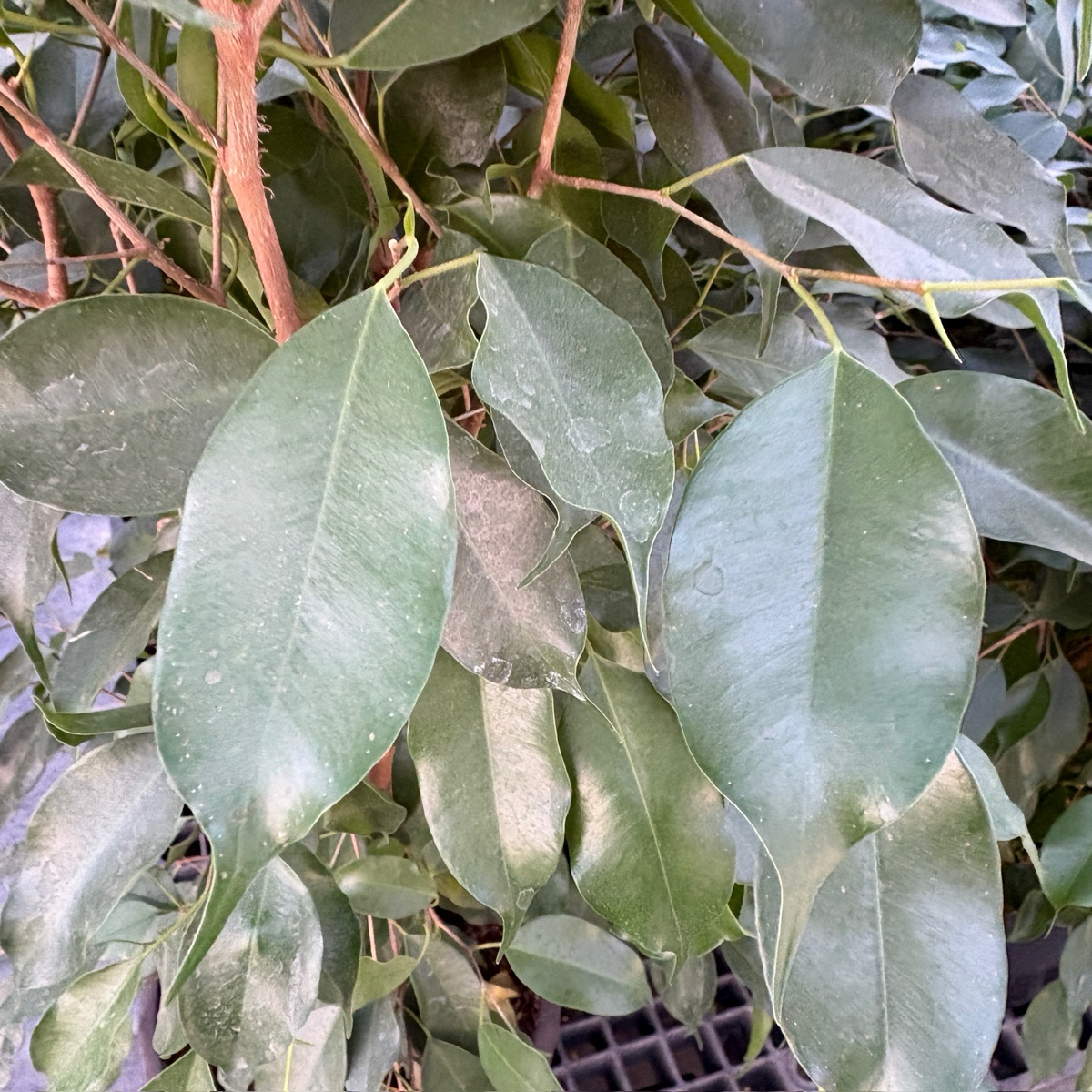 小叶榕 Weeping Fig 'Spearmini‘