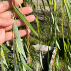 垂柳 Weeping Willow