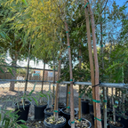 垂柳 Weeping Willow