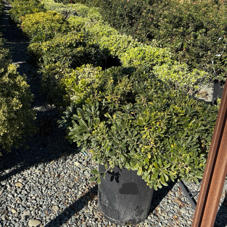 矮化海桐 Wheeler's Dwarf Japanese Mock Orange
