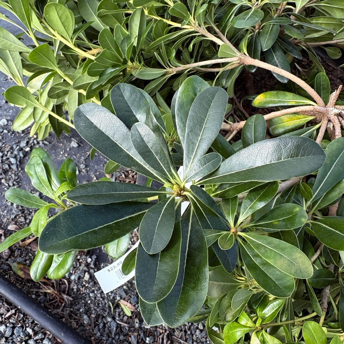 矮化海桐 Wheeler's Dwarf Japanese Mock Orange