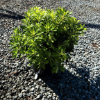 矮化海桐 Wheeler's Dwarf Japanese Mock Orange