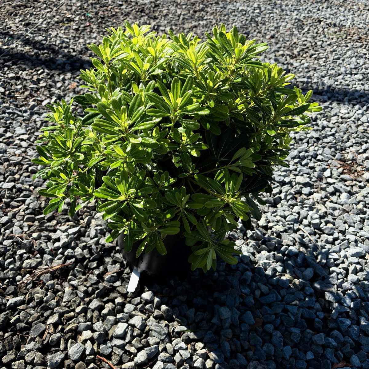 矮化海桐 Wheeler's Dwarf Japanese Mock Orange