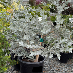 白叶桉 White-leaved Mallee