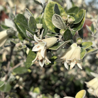 象牙钟南香 White Australian Fuchsia