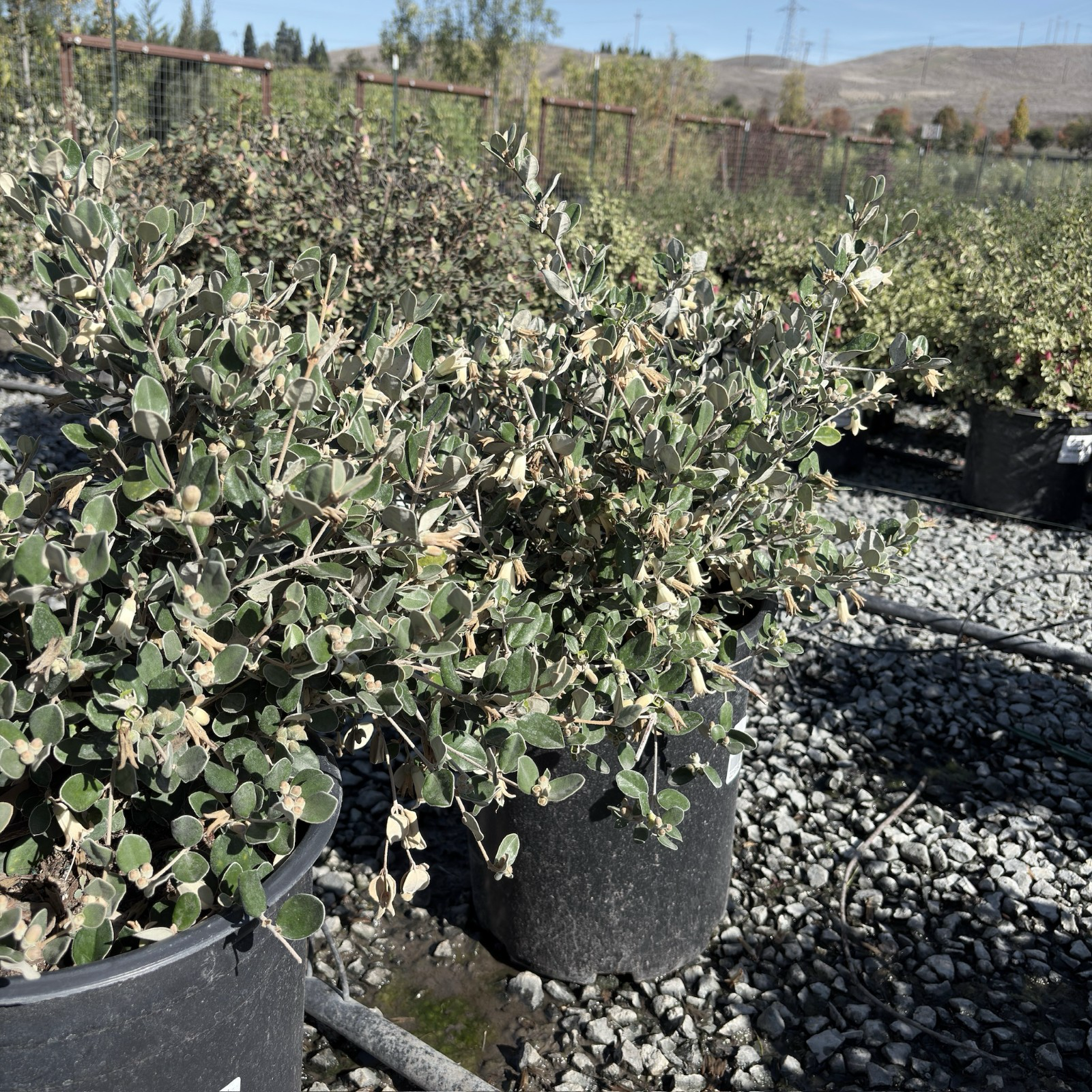 象牙钟南香 White Australian Fuchsia