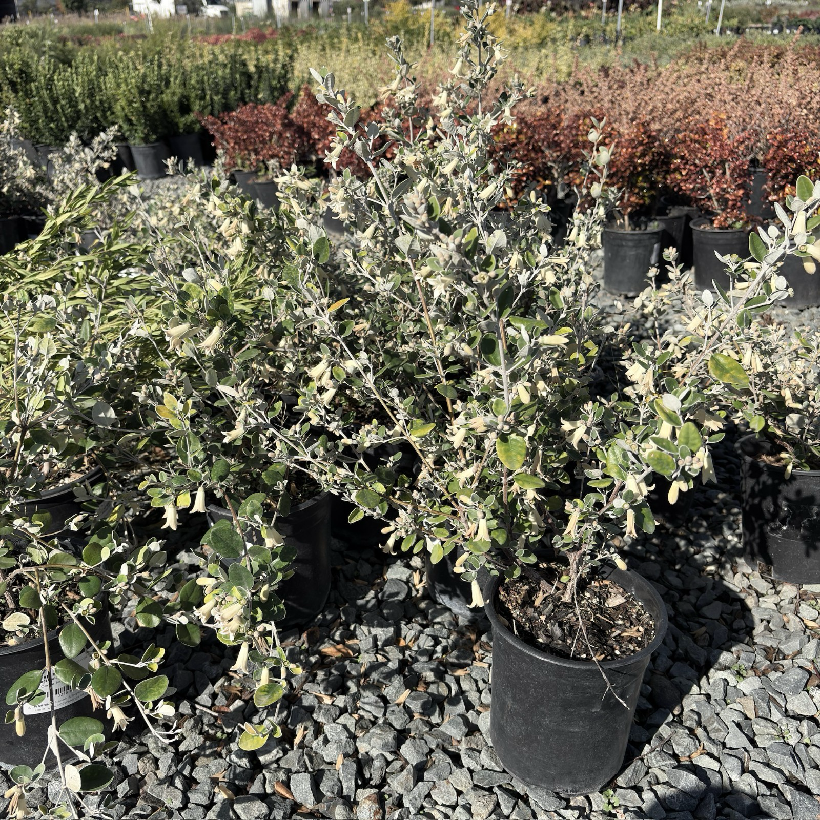 象牙钟南香 White Australian Fuchsia