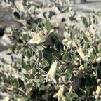 象牙钟南香 White Australian Fuchsia