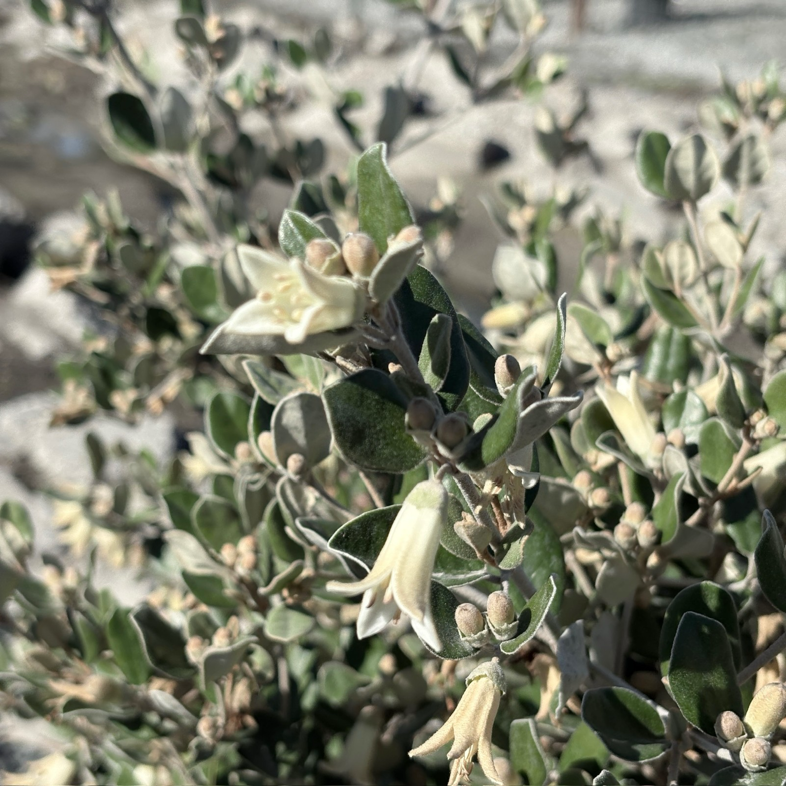 象牙钟南香 White Australian Fuchsia