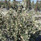 象牙钟南香 White Australian Fuchsia