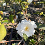 峰之雪茶梅 White Doves Camellia