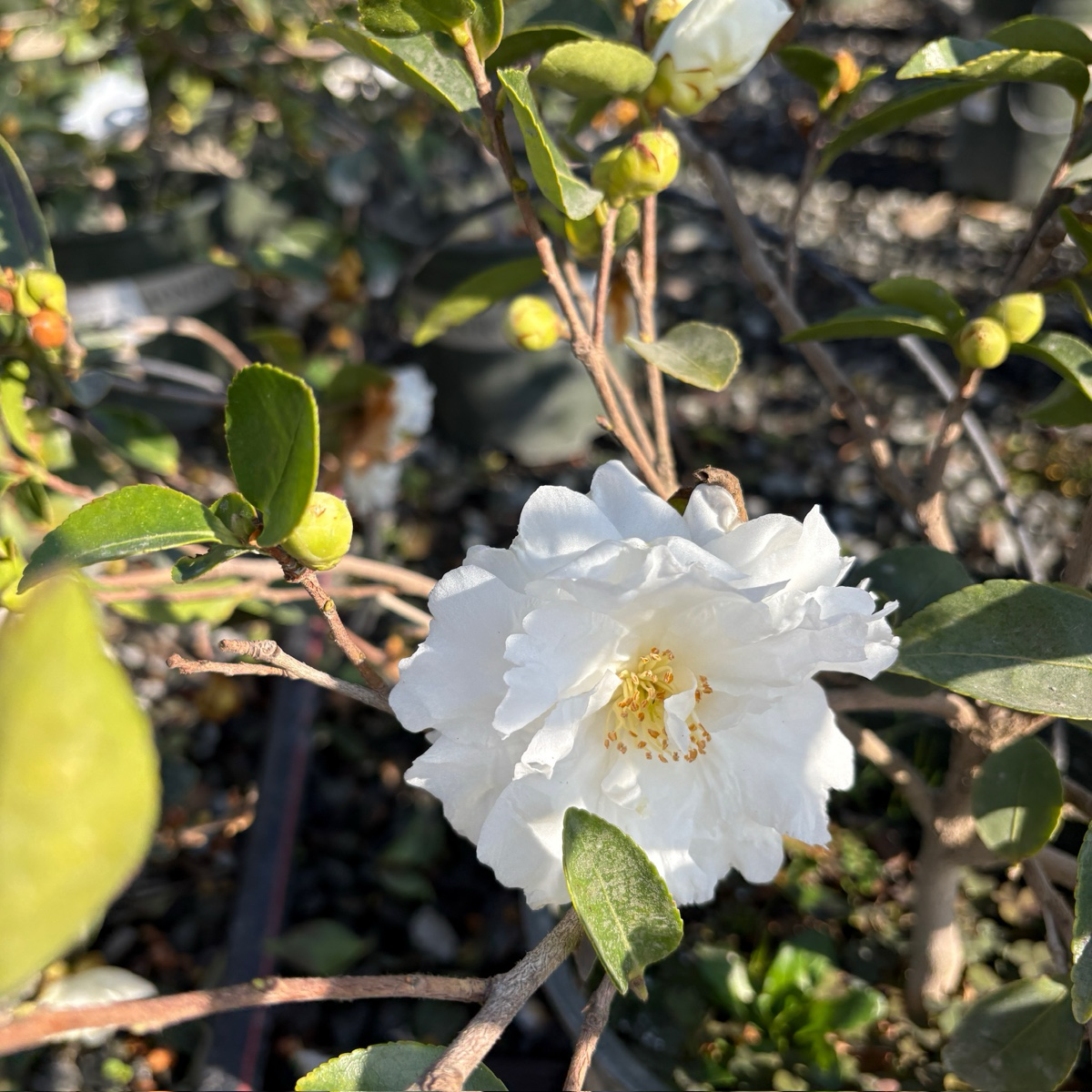 峰之雪茶梅 White Doves Camellia