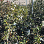 峰之雪茶梅 White Doves Camellia