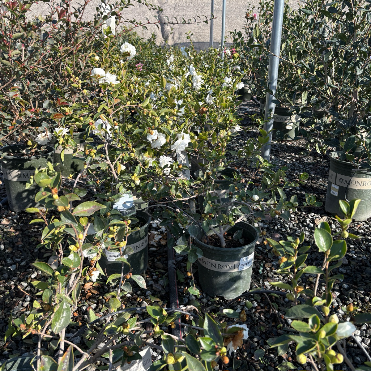 峰之雪茶梅 White Doves Camellia