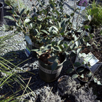 峰之雪茶梅 White Doves Camellia