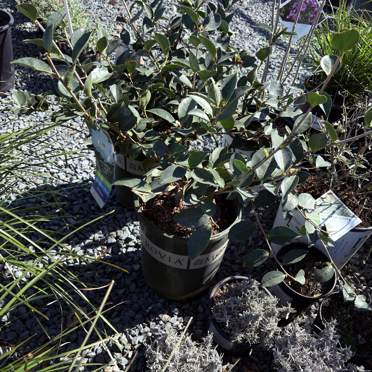 峰之雪茶梅 White Doves Camellia