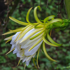白肉火龙果 White Dragon Fruit