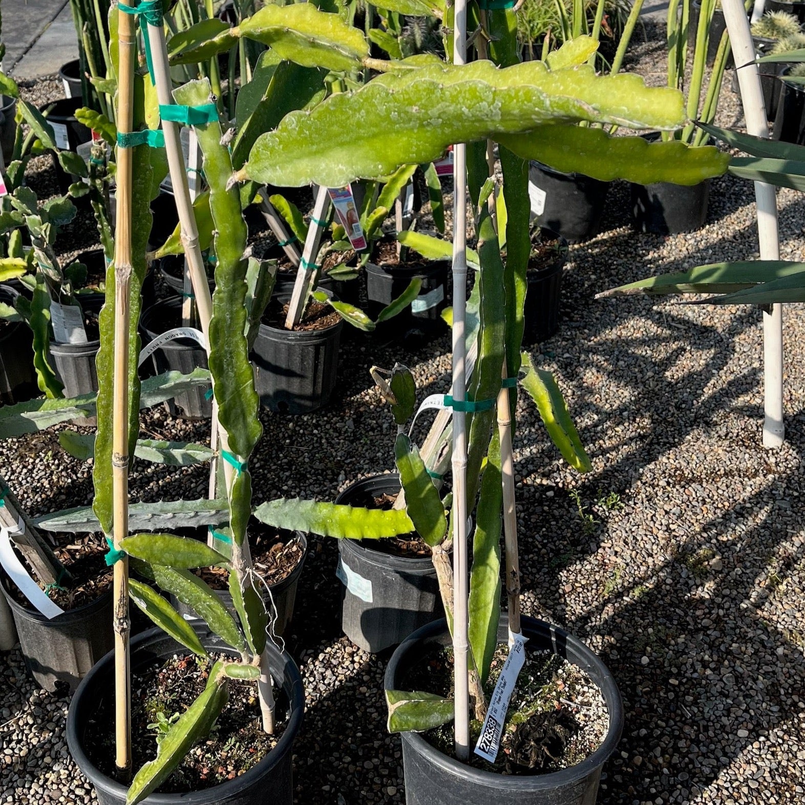 白肉火龙果 White Dragon Fruit