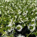 蓝扇花 White Fan Flower