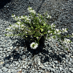 蓝扇花 White Fan Flower