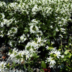 蓝扇花 White Fan Flower